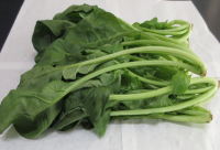 ほうれん草（保持袋後）