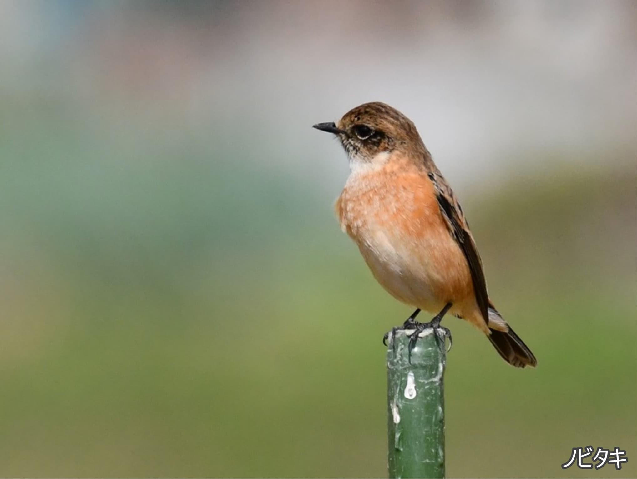 ノビタキの写真