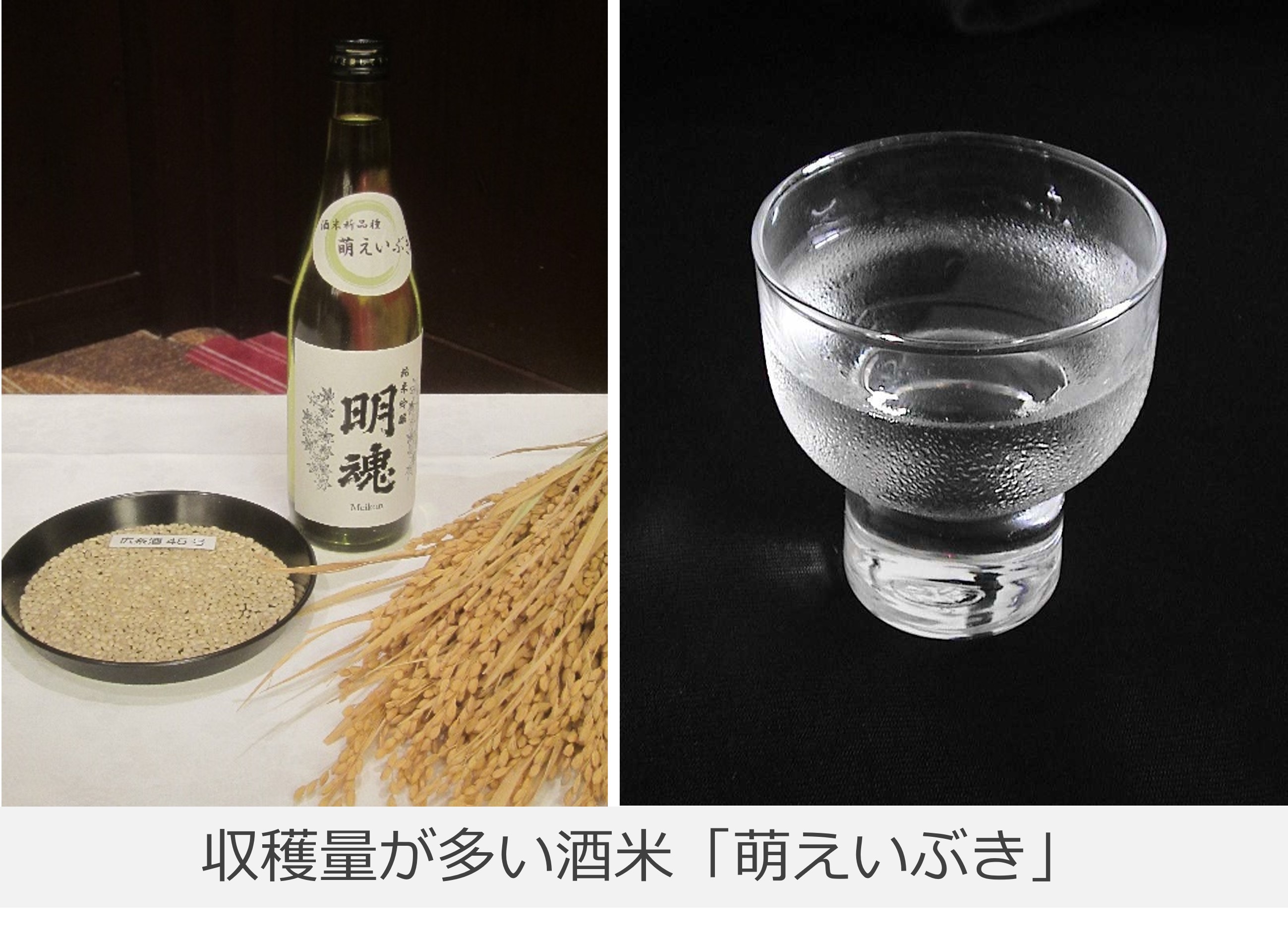 萌えいぶきの写真