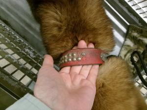 管理番号：1HD20250366(首輪)