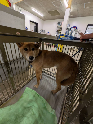 管理番号・1HD20250417