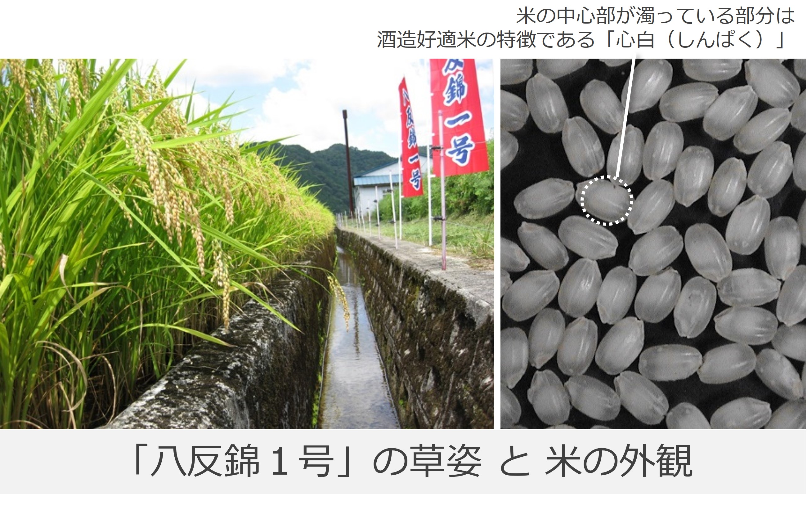 八反錦1号の写真