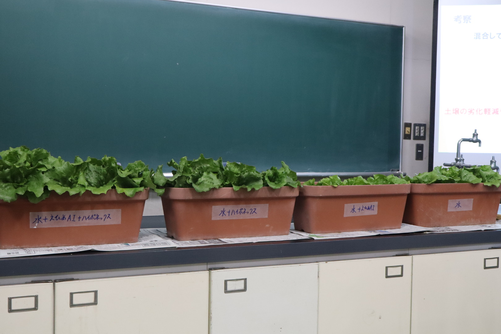 対照実験の結果