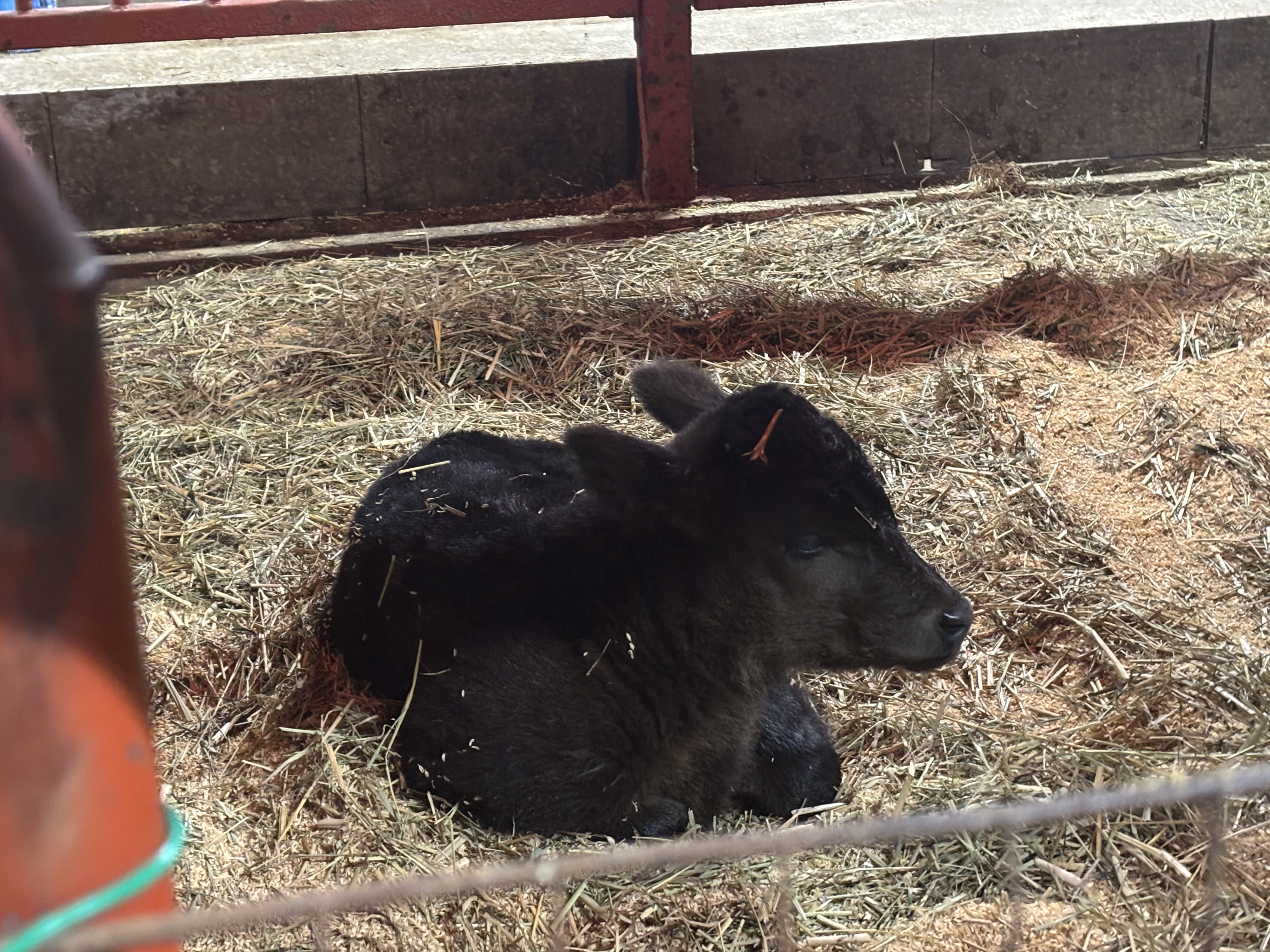 油木高校で産まれた子牛