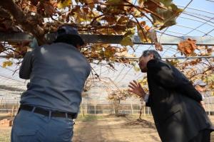 ぶどう畑の作業見学