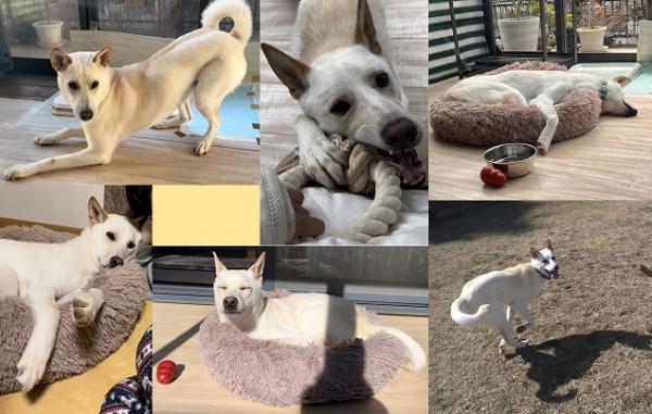 しらたま幸せエピソード