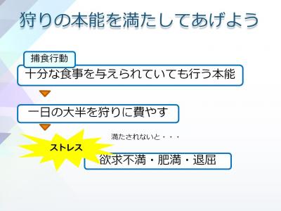 にゃんこセミナー