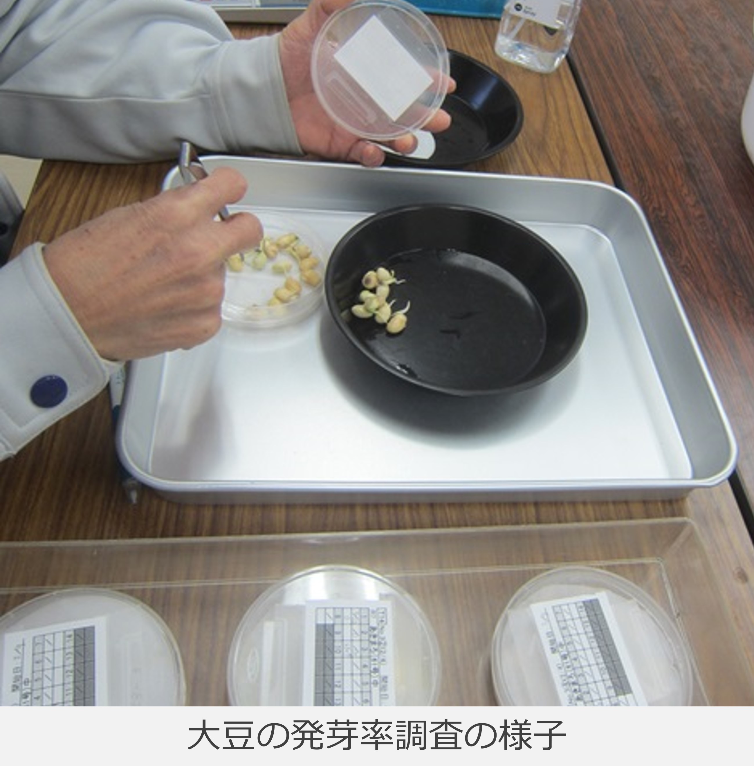 発芽率の調査の様子