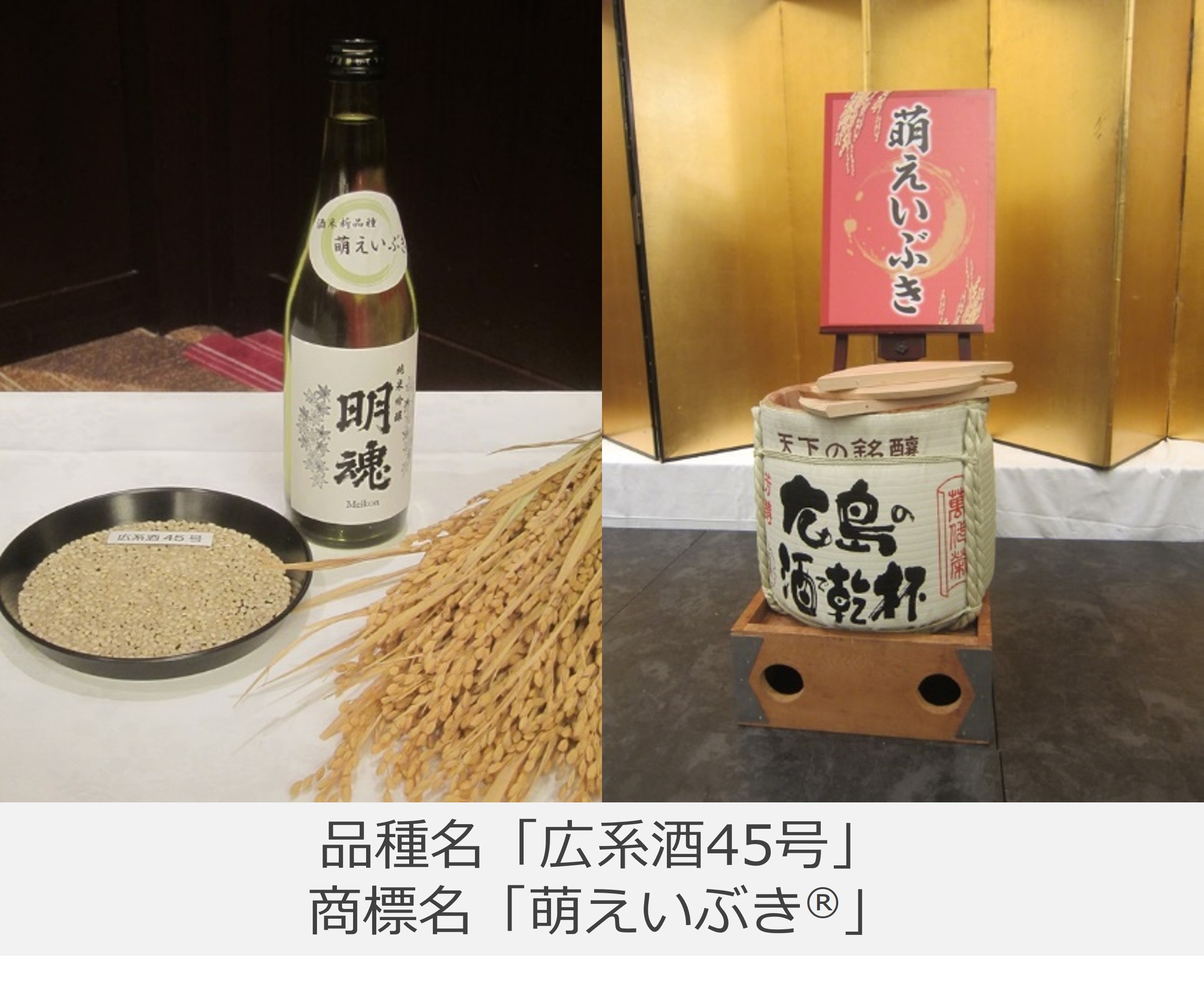 萌えいぶきの写真