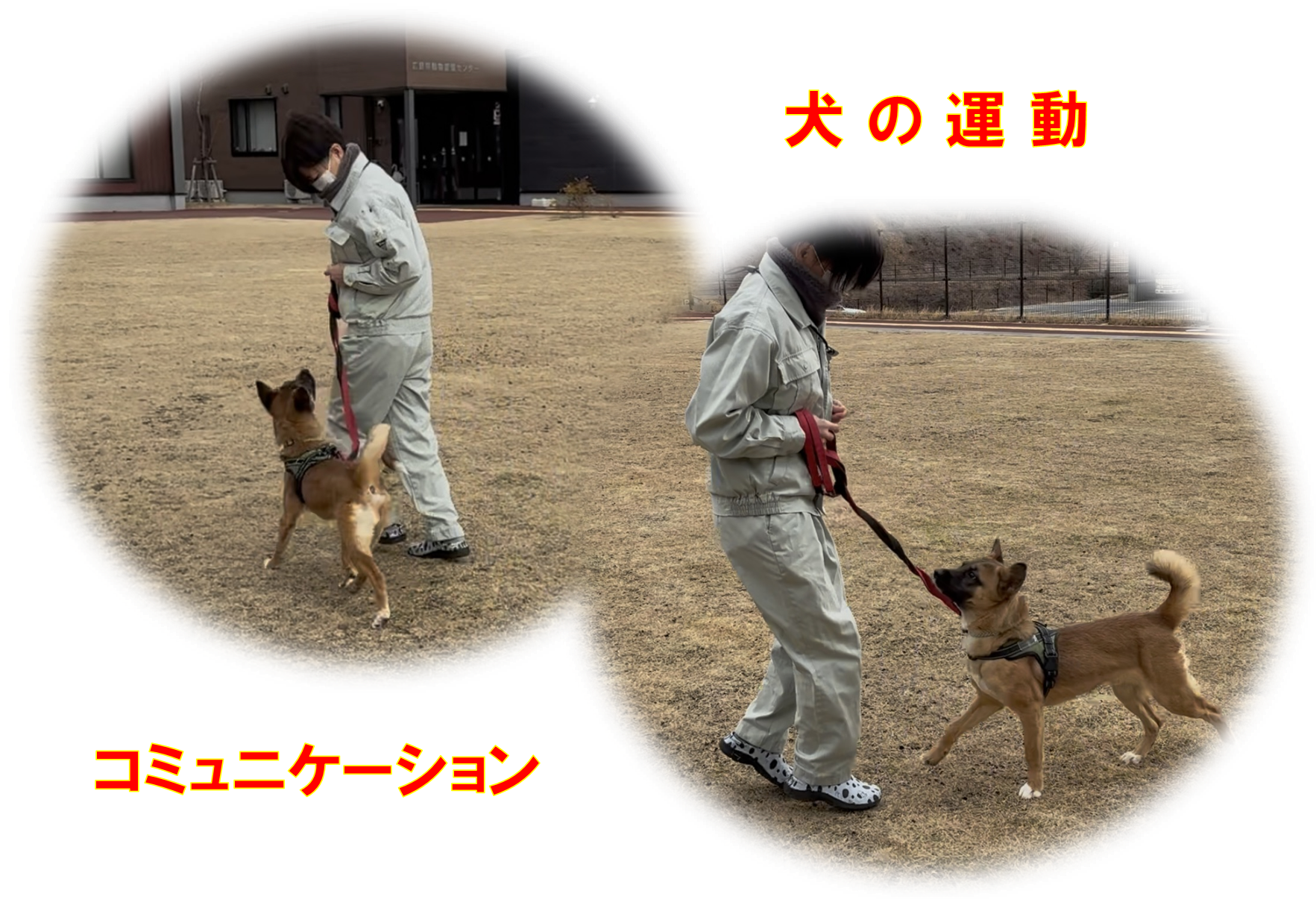 犬の運動&コミュニケーション