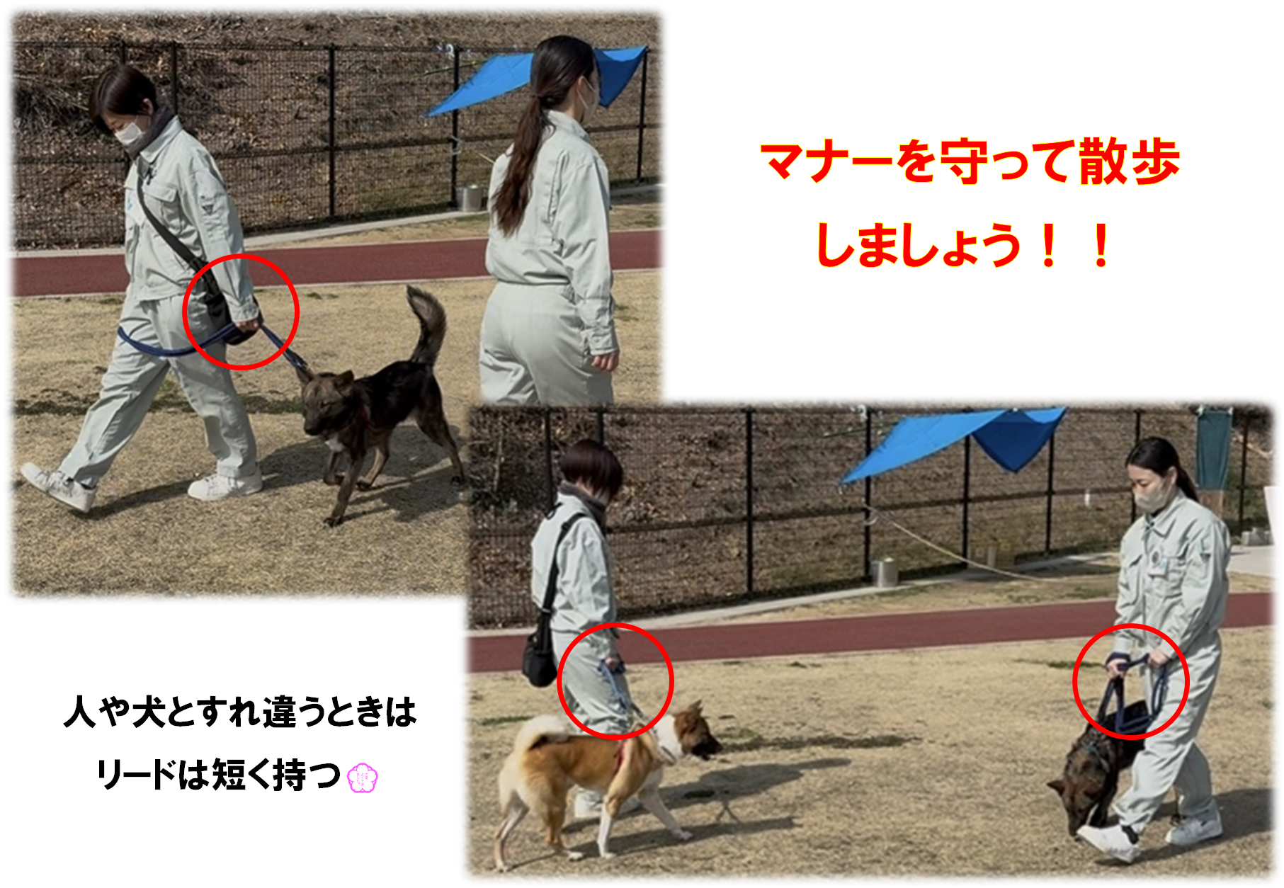 リードのマナー1