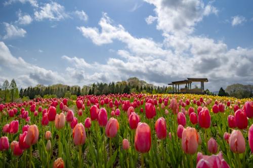 備北丘陵公園チューリップ