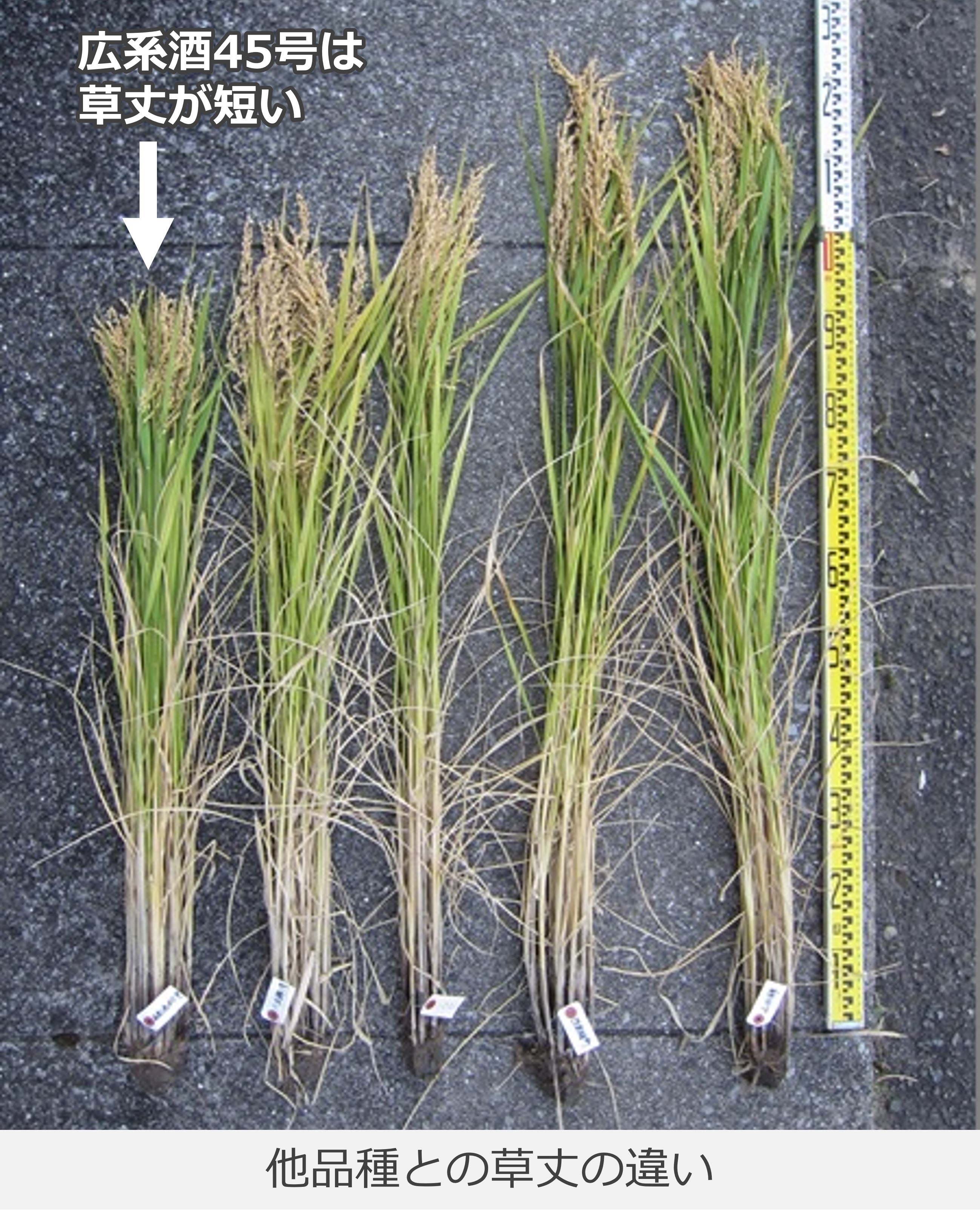 広系酒45号と多品種の草丈比較写真