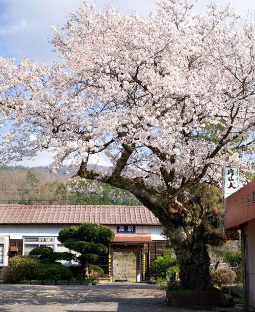 高駅の一本桜