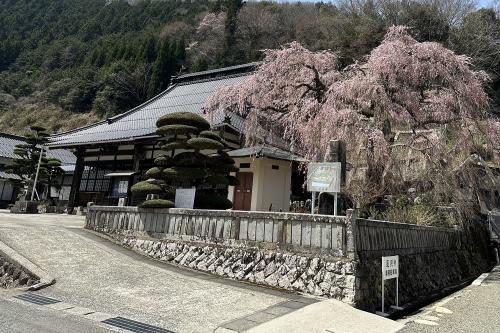 蓮照寺枝垂桜１