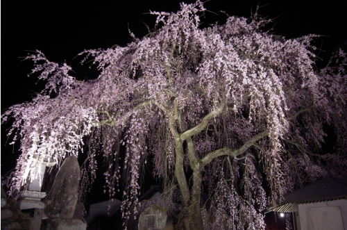 蓮照寺枝垂桜２