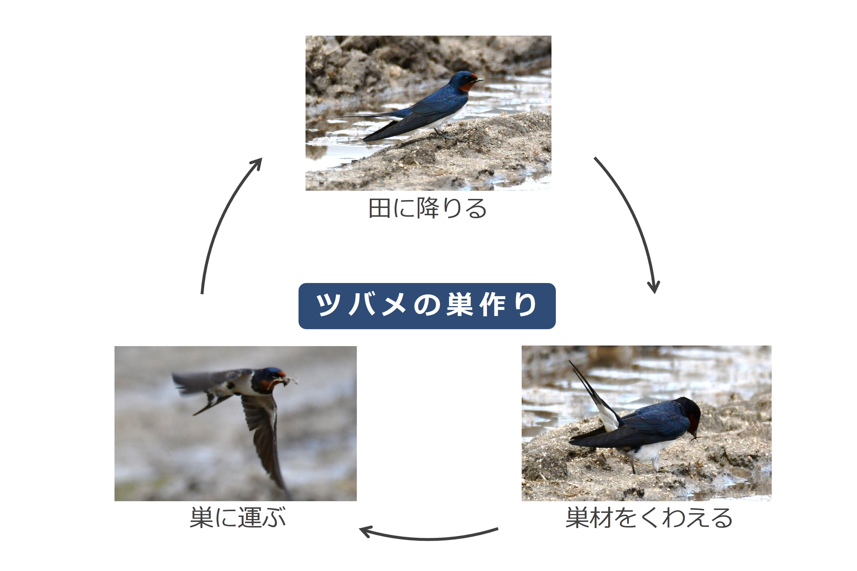 ツバメの巣作りの写真