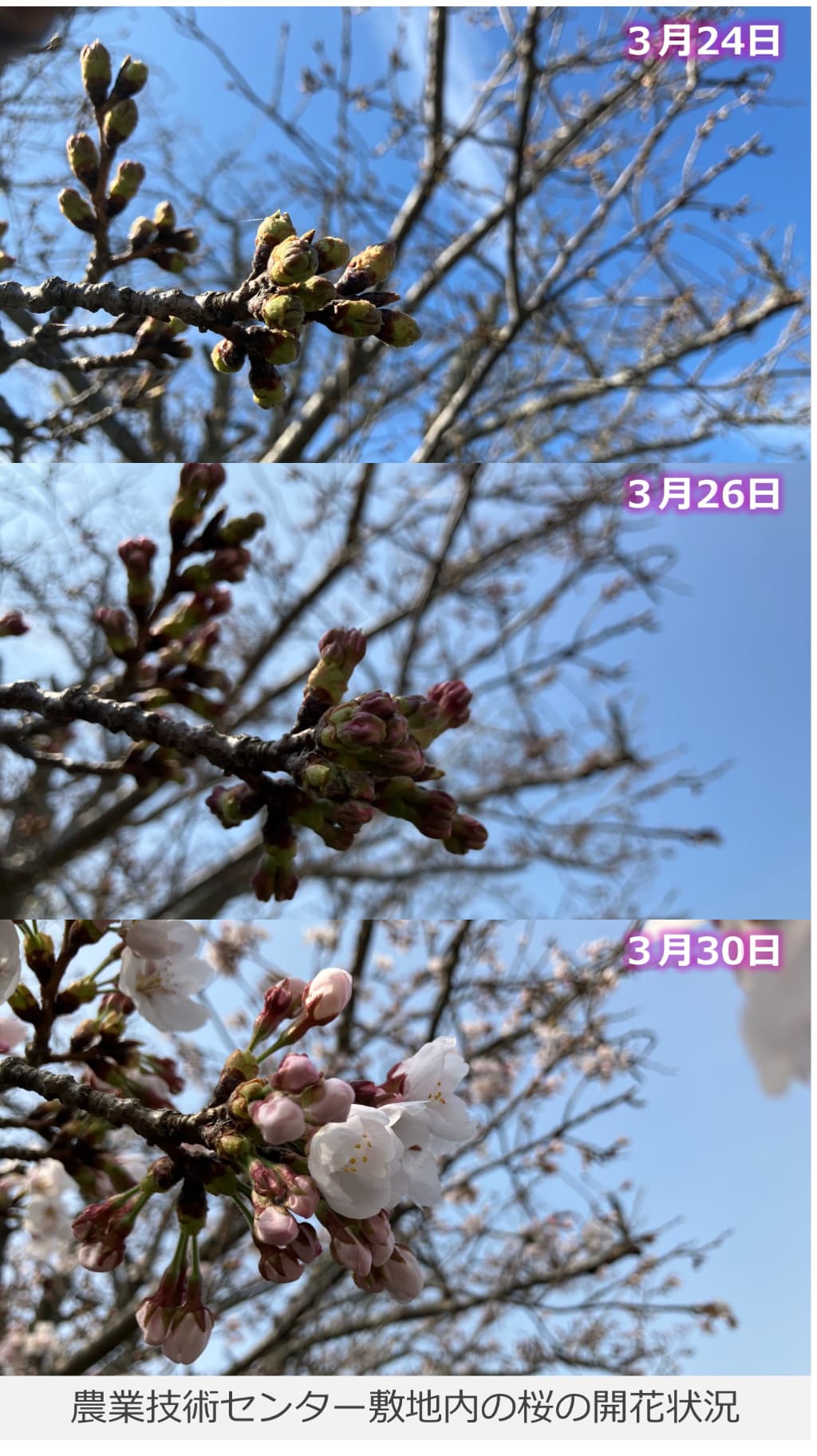 敷地内の桜の開花状況の写真