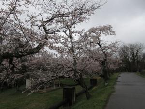 さくら開花