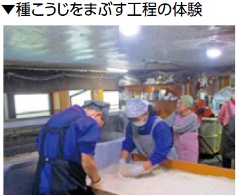 種こうじをまぶす工程の体験