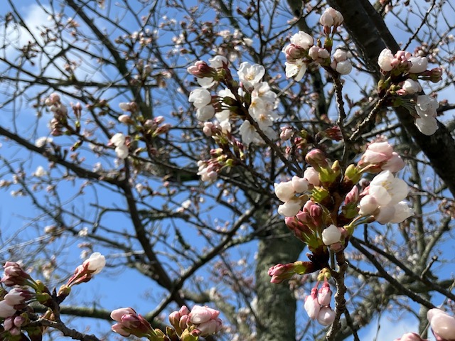 2026年の桜の写真