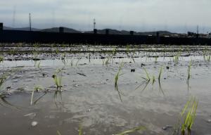 植えられた稲の苗