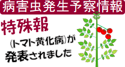 トマト黄化病