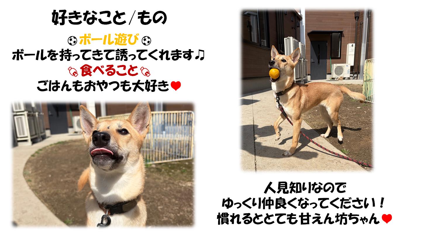 おこげ２