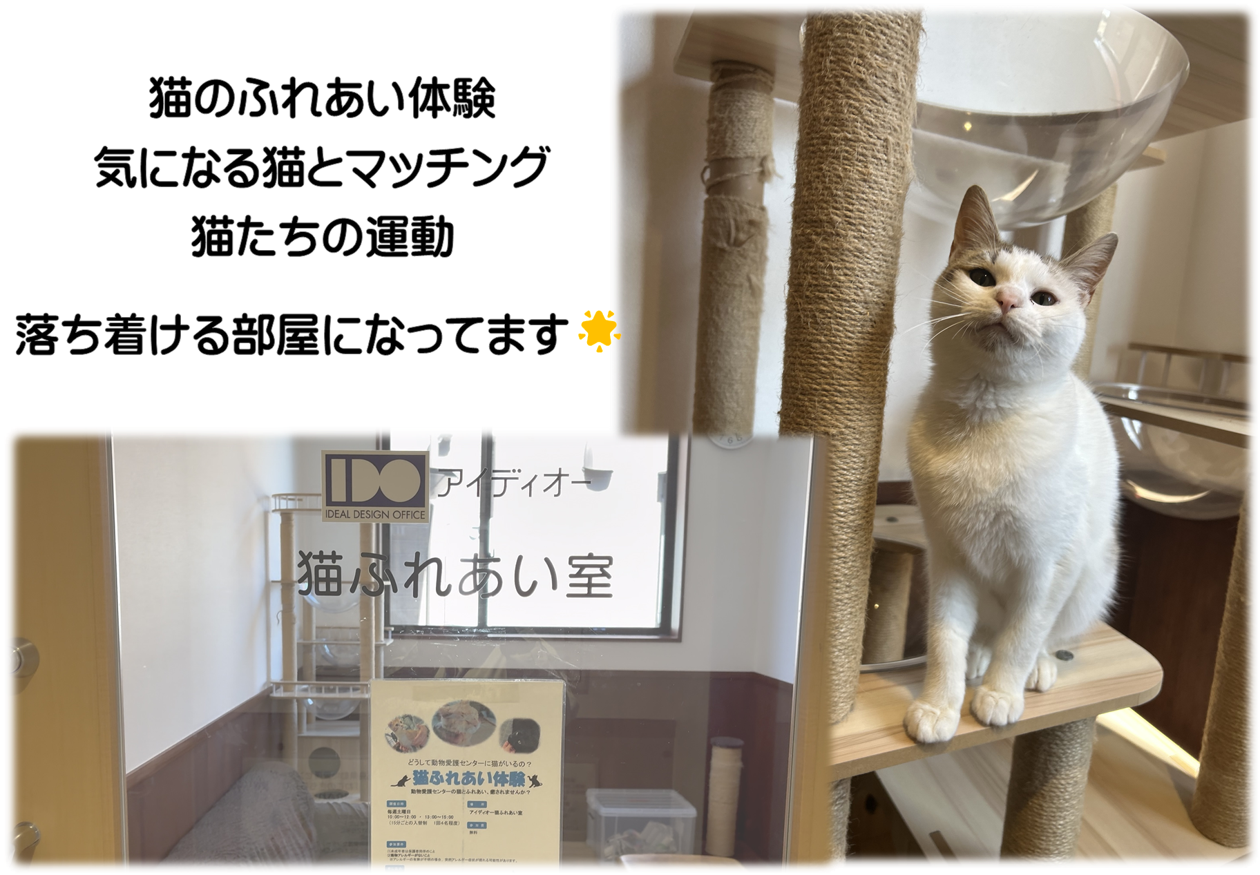 猫ふれあい室