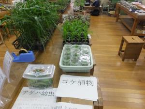 植物