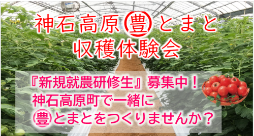 まる豊とまと収穫体験会