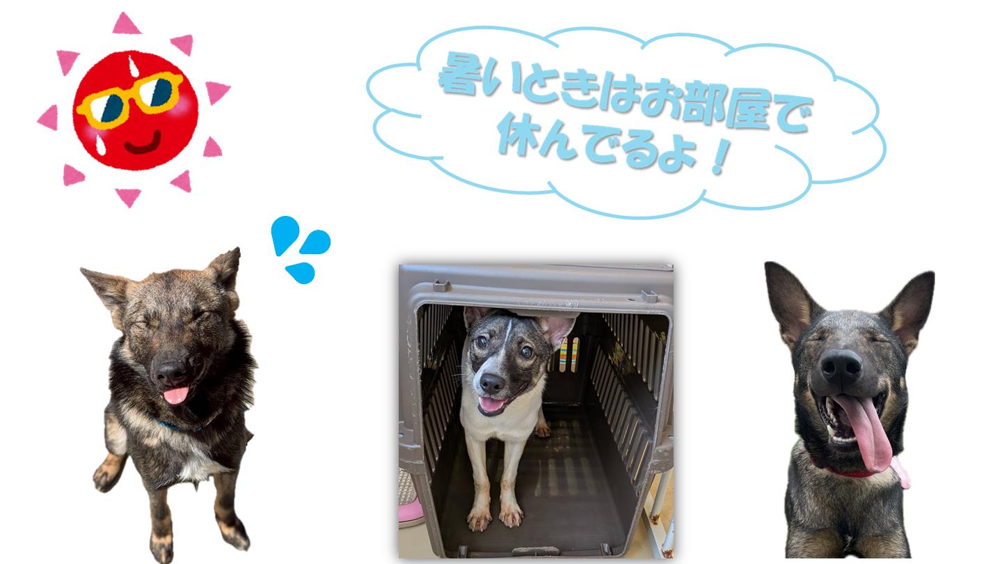 お散歩体験4