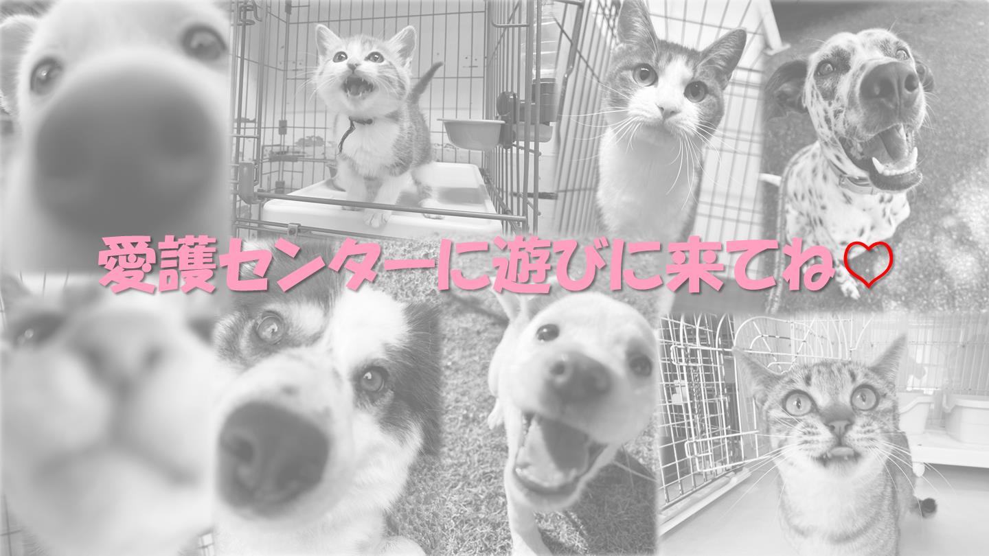 お散歩体験5