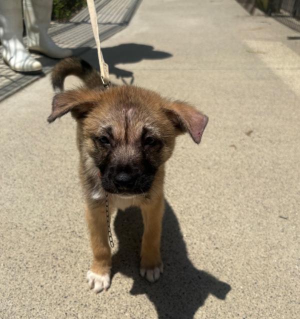 譲渡用子犬