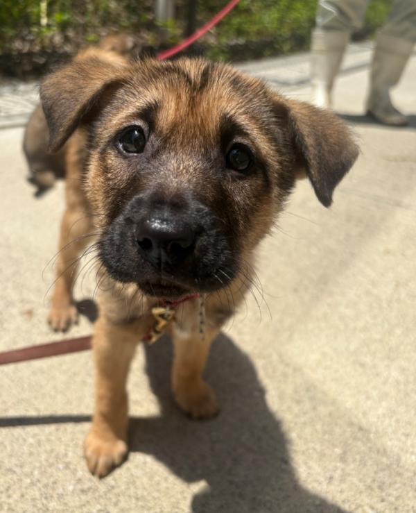 譲渡用子犬