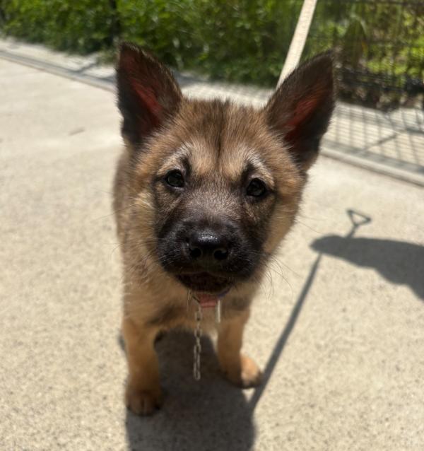 譲渡用子犬