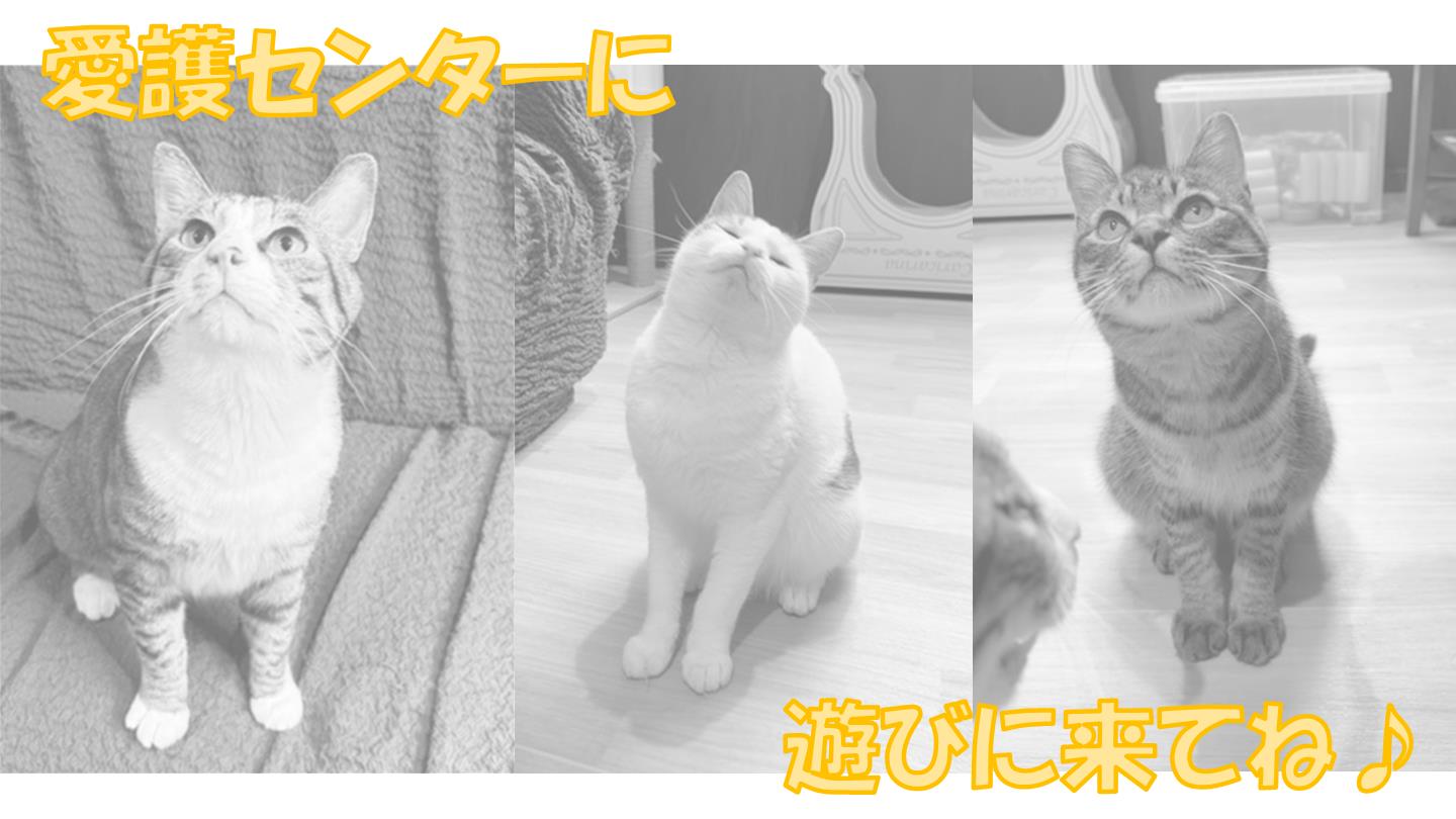 知育合b具４