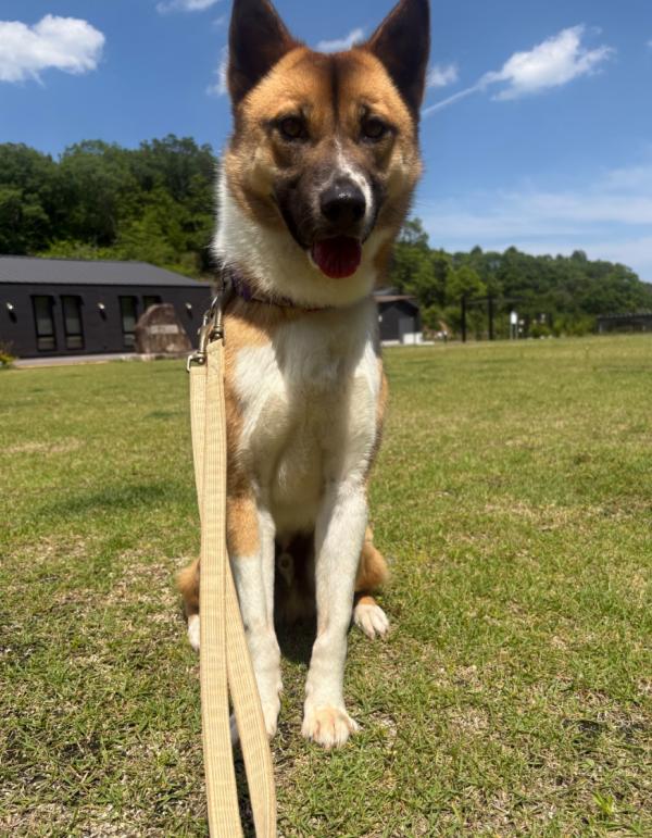 譲渡用成犬