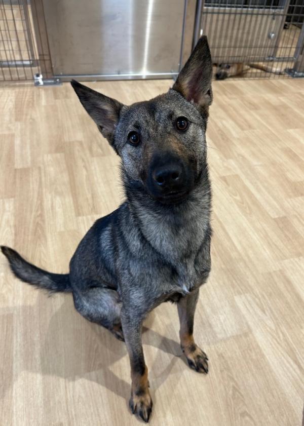 譲渡用成犬