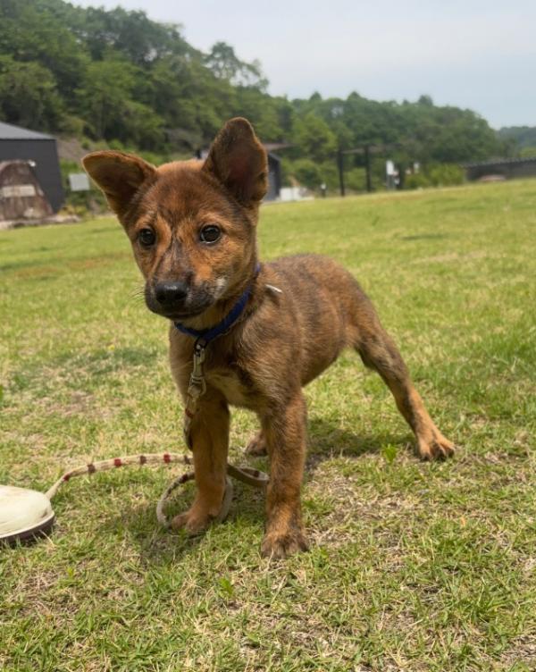 譲渡用子犬