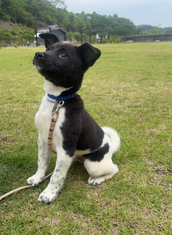 譲渡用子犬