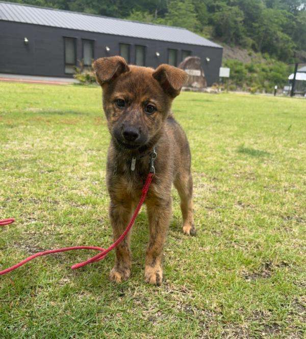 譲渡用子犬