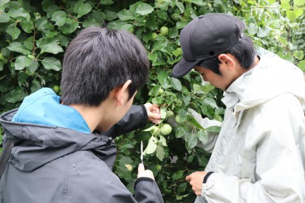 リンゴの摘果２