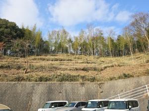 安全確保のため枯れた竹林伐採整備後(北広島町)
