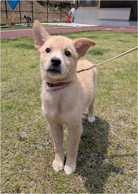 譲渡子犬62番