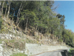 木が整備された道路の写真