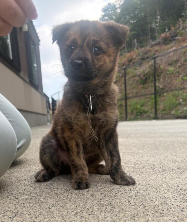 譲渡用犬