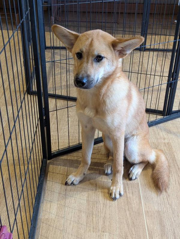 譲渡子犬４６番