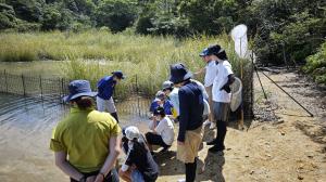 協議会会長と生息地でミヤジマトンボを観察します②