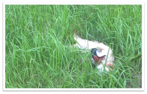 草むらで寝転がるテリ